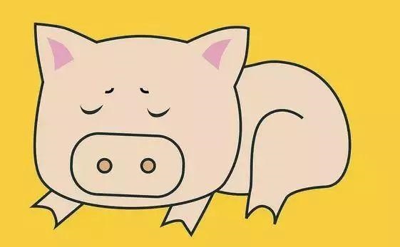 属猪配什么生肖运气好，生肖猪的旺财花是什么