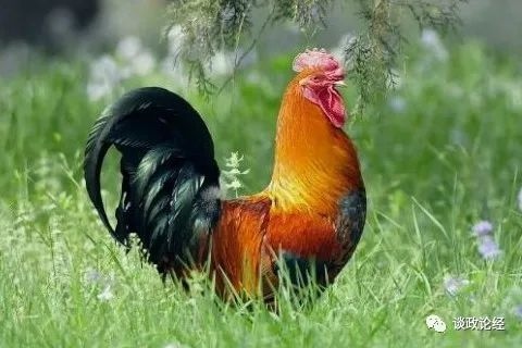 鸡在2022年的运势如何，1969年属鸡2022年运势