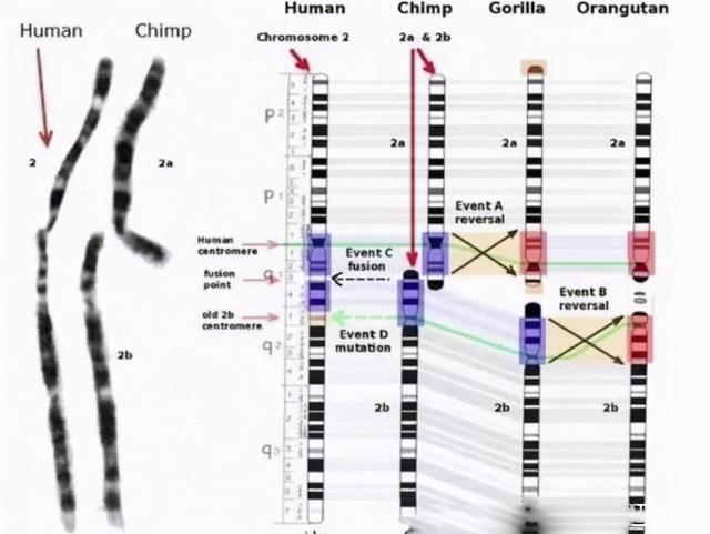 马和驴染色体数量，螺体内的染色体