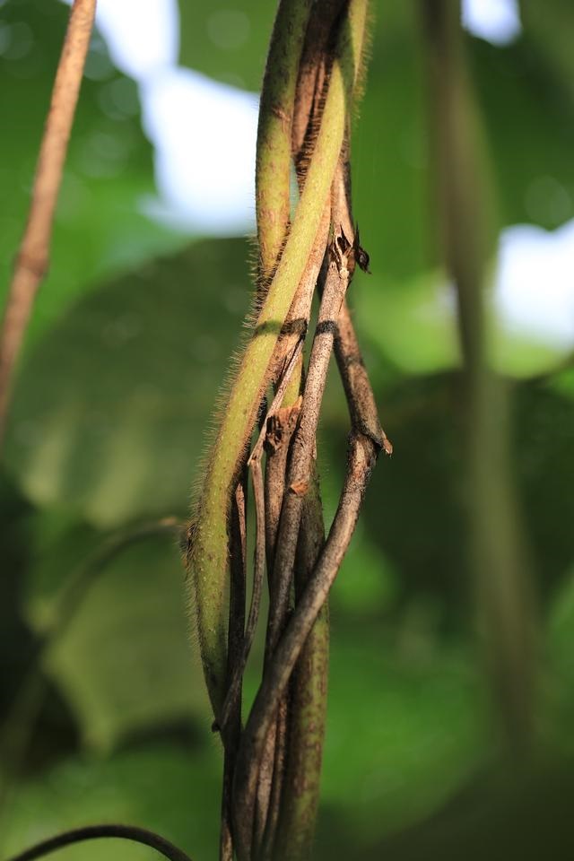 976年属龙一生坎年是哪几年,1976年的龙45岁后的财运"