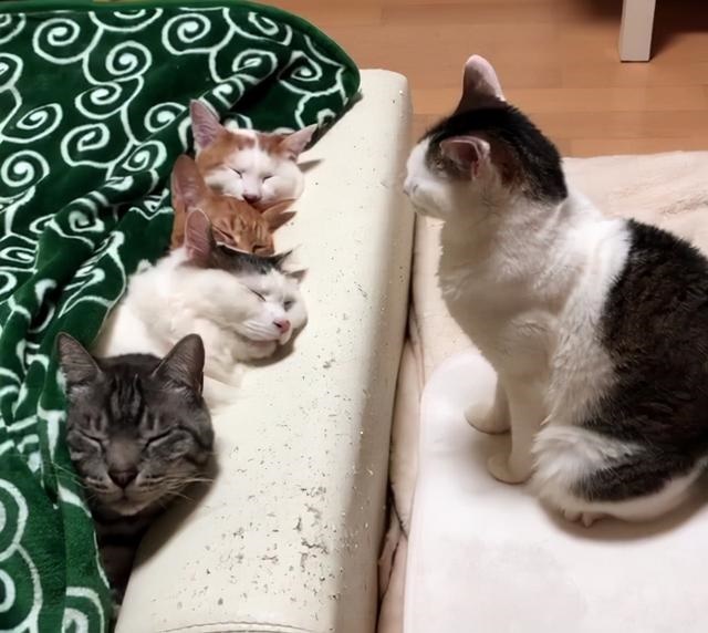 动物社交行为大全，女性人类动物