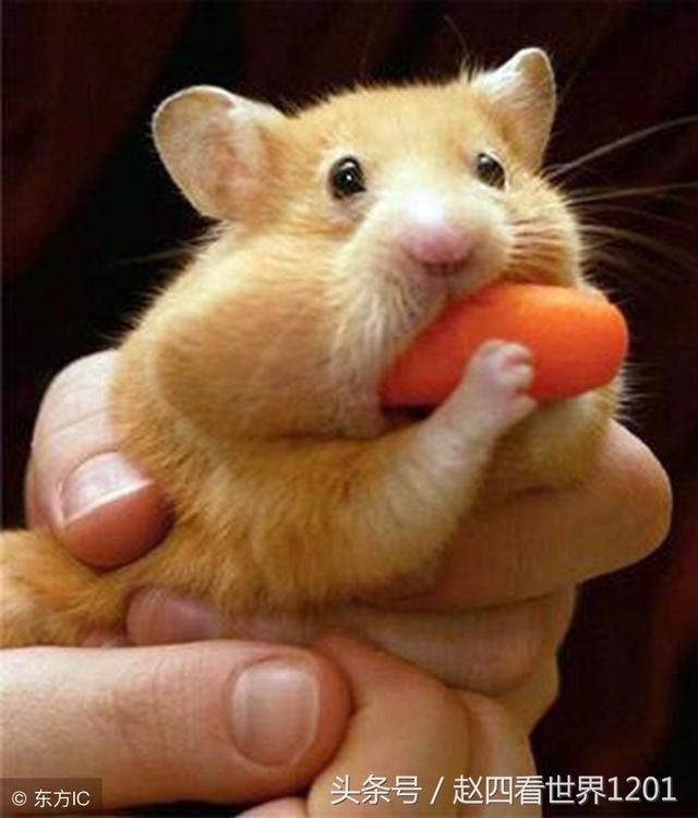 土龙和土蛇婚姻怎么样，婚姻到什么程度该离婚