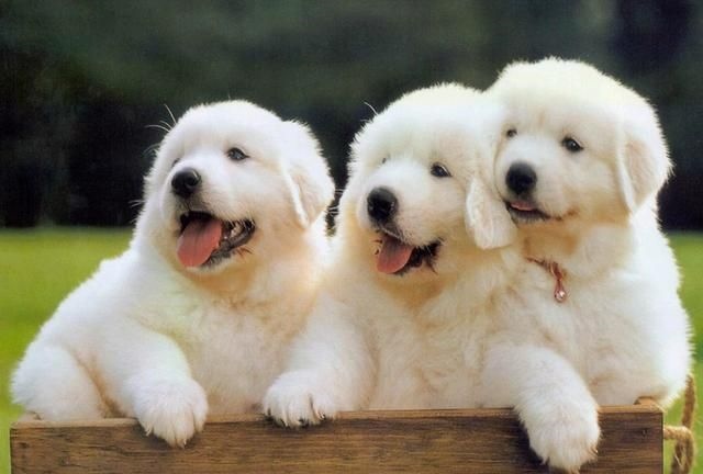 属狗和属狗的在一起会幸福吗，82属狗女40岁大劫