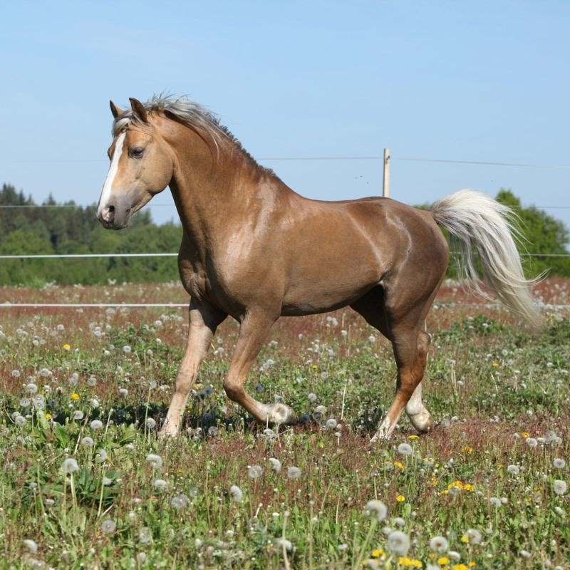 属猴配属马的婚姻怎么样，90马女92男猴婚姻好吗