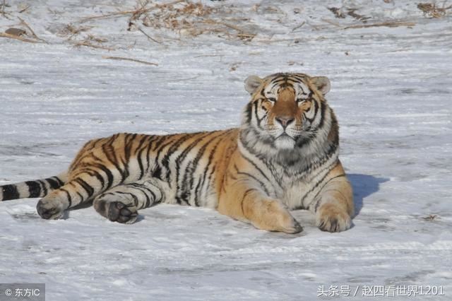 土龙和土蛇婚姻怎么样，婚姻到什么程度该离婚