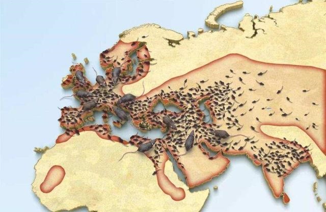 七二年鼠的终身寿命，属鼠几月命苦