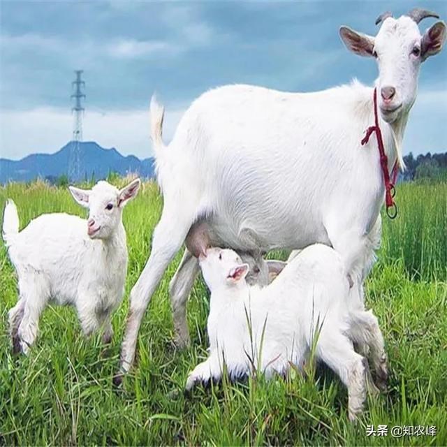 两只羊哭断肠是什么意思，属羊的女人老公死的多