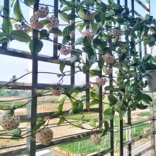 998属虎最忌几月出生，属虎出生更好六个吉日"