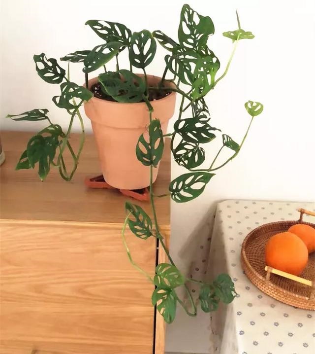 000女属龙和什么最配，2000年属龙的更佳配偶"