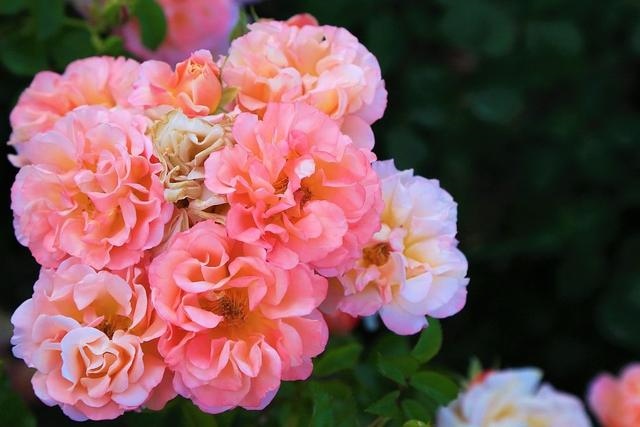 属龙女2022年已婚运势，1976年属龙人一生婚姻