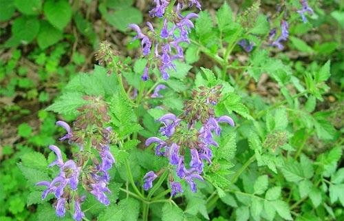 野生丹参图片大全大图，丹参泡水喝的功效与作用