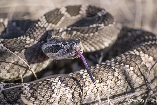 属蛇今年多大岁数2022,2022年属蛇人的全年运势