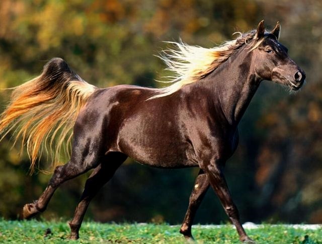 马的繁殖方式是什么，牛的繁殖每方式是什么