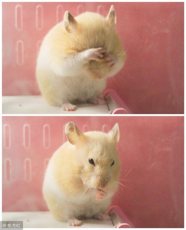 6年属鼠人注定的爱情，属鼠的和什么属相最配"