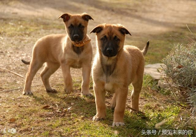 属狗的一生命运怎么样,属狗人做官可以吗