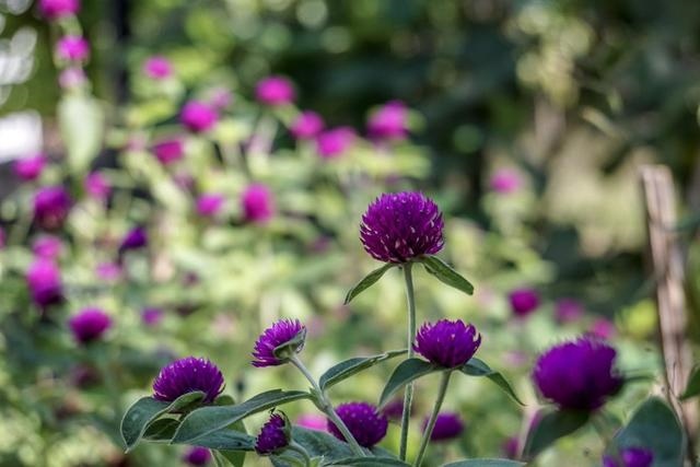 金牛座2022下半年运势，属狗金牛座2022年运势