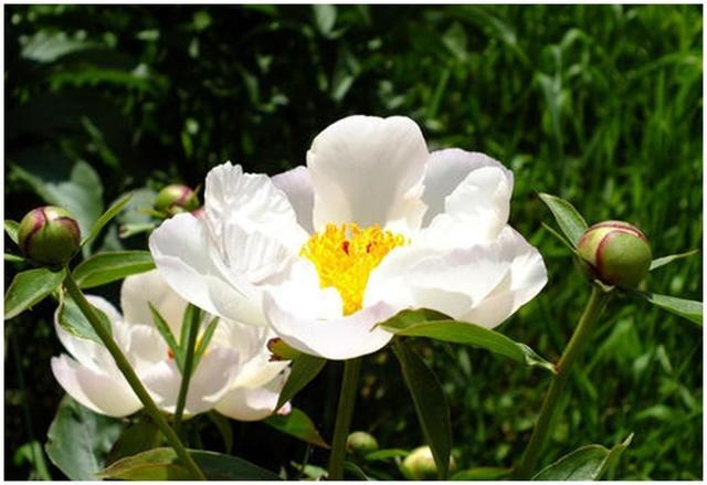 属猴女人更佳丈夫，属相猴女和猴男相配吗