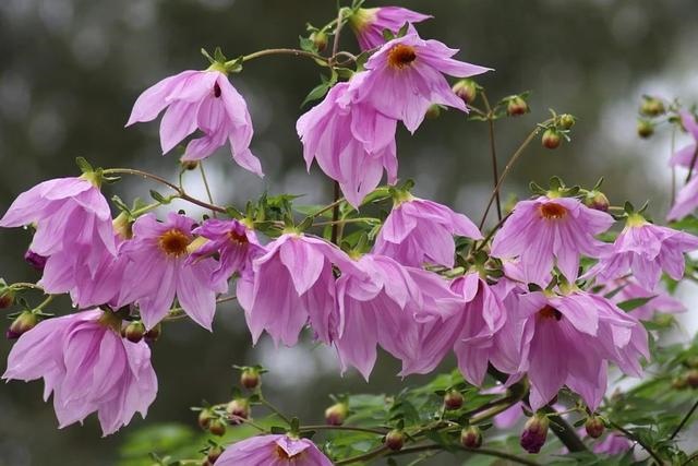 属龙女2022年已婚运势，1976年属龙人一生婚姻