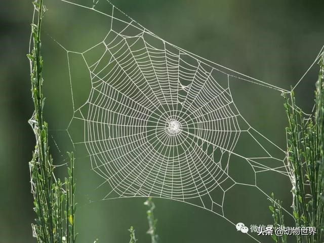 动物之间怎么交流，动物之间打招呼的方式