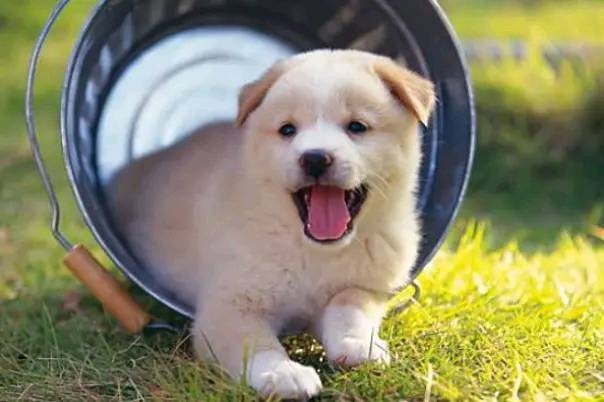 属狗的今年财运如何，1982年属狗2022 年运势