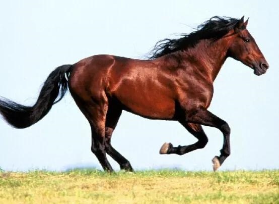 022年属蛇要出大事，2022属蛇害太岁什么意思"