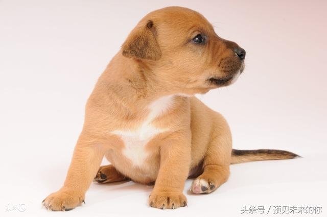 属狗的一生命运怎么样,属狗人做官可以吗