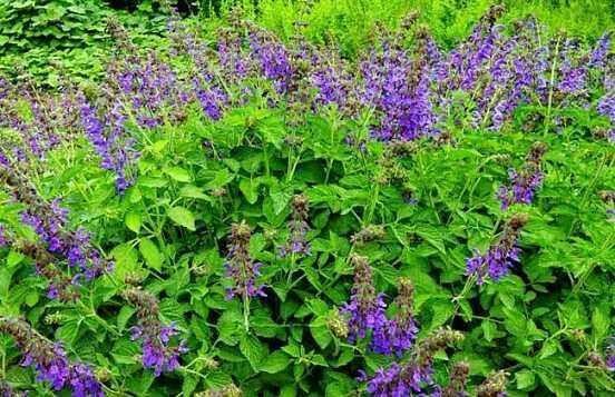 野生丹参图片大全大图，丹参泡水喝的功效与作用