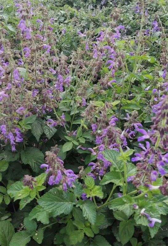 野生丹参图片大全大图，丹参泡水喝的功效与作用