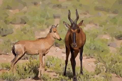 属羊男和属龙女适合做夫妻吗，79年羊男88年龙女婚姻状况