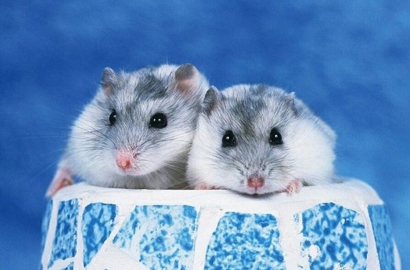 属羊的和鼠的相配吗，属羊的和属鼠的相克吗