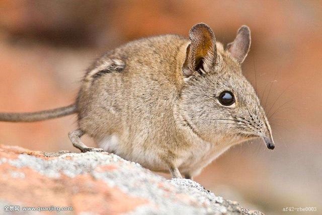 属鼠婚姻配属什么更佳，属鼠2022 年运势及运程