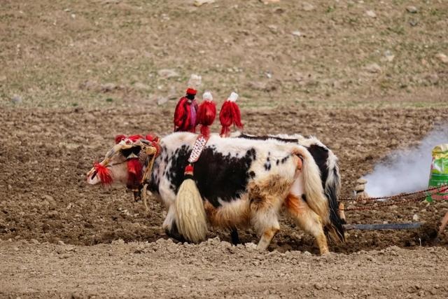 中华万年历最新版2022年，中华万年历安装