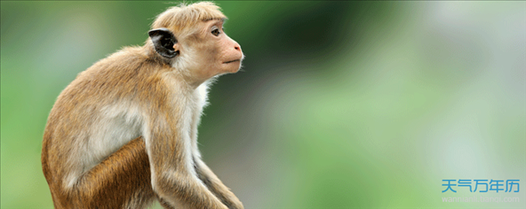 属龙男跟属猴女相配吗，属龙的男和属猴的女合适吗