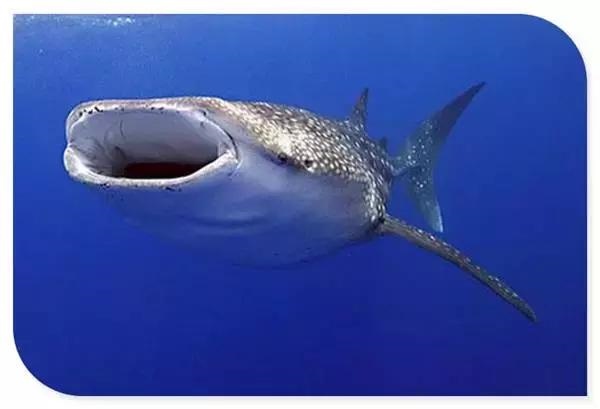 龙是几月份出生的，属龙哪个月出生最不好