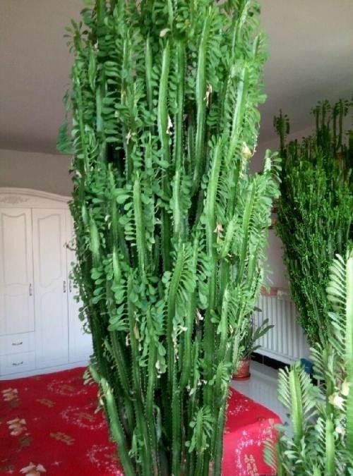 属虎的适合养什么植物，属虎种什么植物