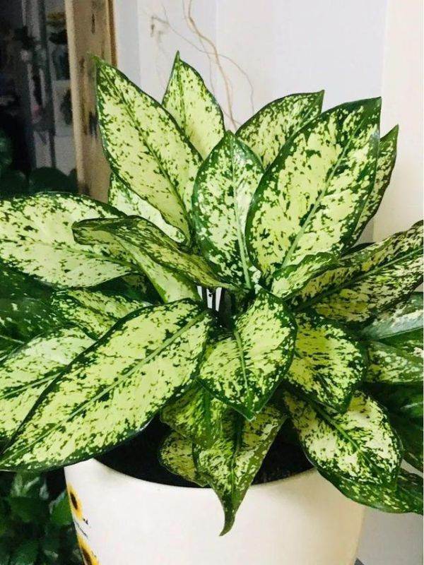 998属虎最忌几月出生，属虎出生更好六个吉日"