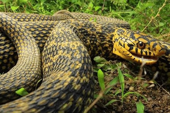 7年属蛇人能活多少岁,生肖蛇最倒霉的年龄"