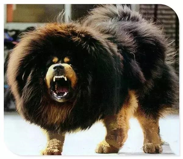 龙是几月份出生的，属龙哪个月出生最不好