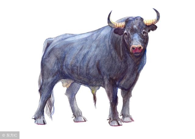 男属龙女属牛合不合，00龙和97牛配婚姻好不好