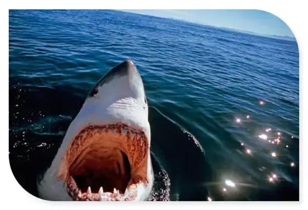 龙是几月份出生的，属龙哪个月出生最不好