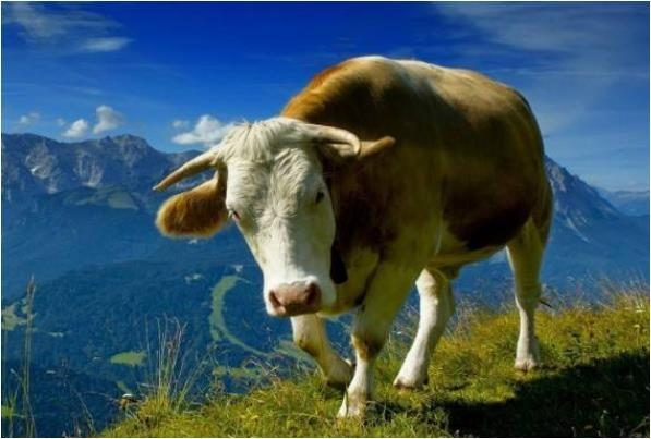 属牛婚配哪个属相最配，属牛和什么属相相克