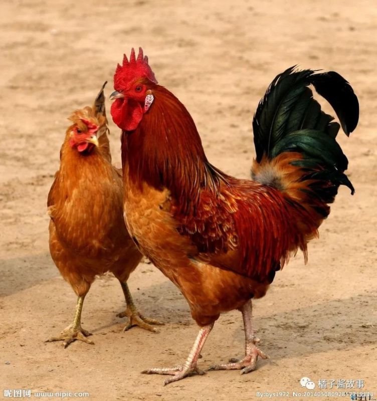 9年属鸡女的每月运势，69年属鸡女2022