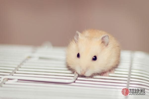 龙年2022年几岁，2022年属龙人