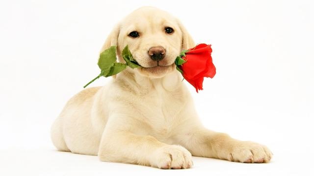 属狗的是什么命,属狗的人命运好吗