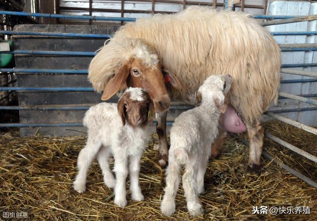 羊干了好几小时都没事，羊前腿膝盖水肿怎么治