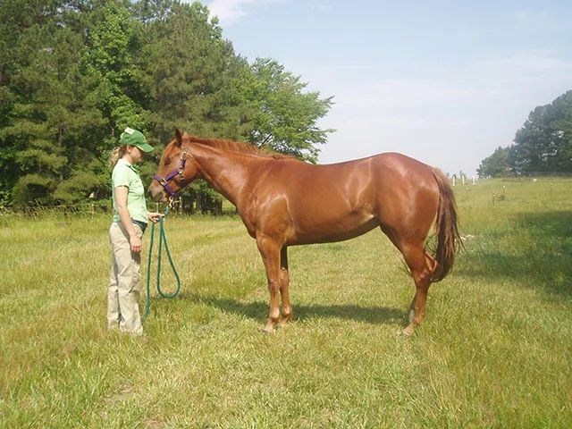 马和什么比较配，羊和马配婚姻好不好