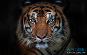 998年属虎男一生命运婚姻,属虎的几点出生有福气"