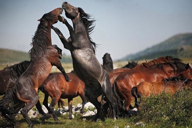 马的繁殖方式是什么，牛的繁殖每方式是什么