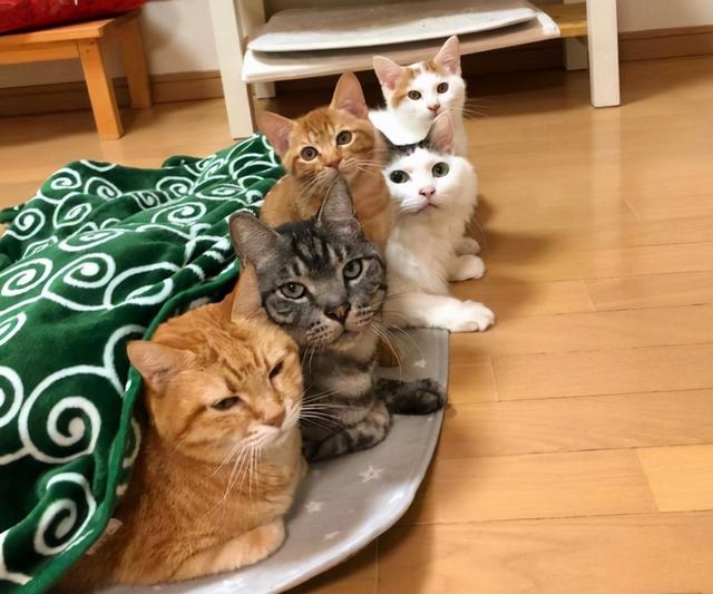 动物社交行为大全，女性人类动物