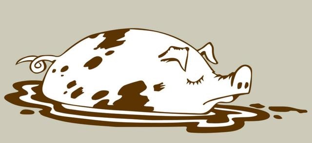 为什么属猪的婚姻不好，为何猪人这几年不顺利